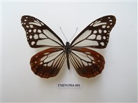 藏品(大絹斑蝶)的圖片